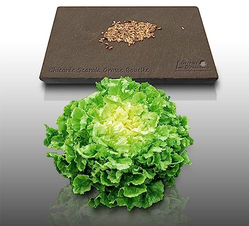 250 graines à semer - Le Grenier d'Abondance - CHICOREE SCAROLE Grosse Bouclée - Cichorium