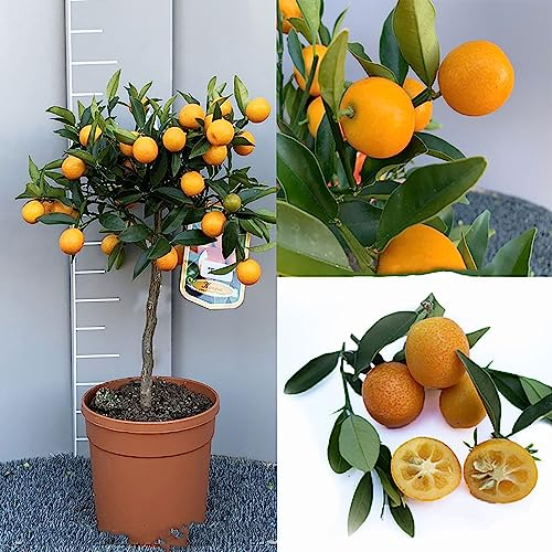 SAVINI VIVAI Kumquat-Pflanze, chinesischer Mandarin-Zitrusbaum, runde Kumquat Fortunella Japonica im Topf, 20 cm, Höhe 70 cm, 2–3 Jahre Veredelung, hergestellt in Italien