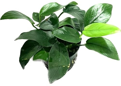 Marcus Fish Tanks - Anubias Barteri Pot Broad Leaf Anubias Easy Live Aquarium Plants Aquatic Plants Buy 2 G1F
