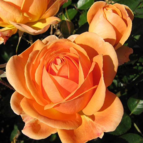 Perfect PET - 5.5lt Potted Floribunda Garden Rose Bush - Attractive Apricot Blooms - Great Gift or Remembrance Rose for Animal Lovers