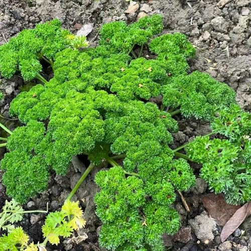perejil - semillas semillas de resistentes verdes perejil jardín exóticas balcón jardín - raras 1000pcs