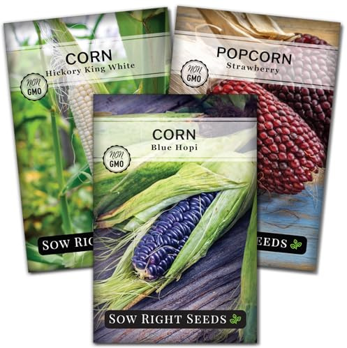 Sow Right Seeds - Rare Corn Seed Collection for Planting - Strawberry Popcorn, Blue Hopi and White Hickory King Varieties - Non-GMO Heirloom Packets with Instructions to Plant a Home Vegetable Garden