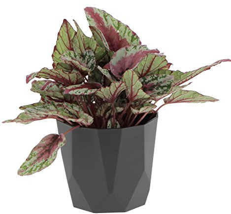 Kentis - Begonia Rex 'Maui Sunset' - Piante da Interni - Piante Vere - Altezza 25-30 cm e Vaso Ø 12 cm