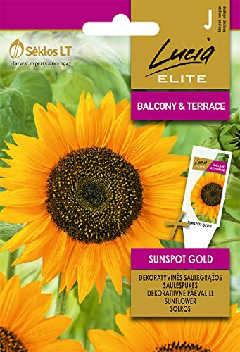 Lucia Elite | TOURNESOL SUNSPOT GOLD Graines | Graines de Fleurs | Graines de Plantes | Graines de Jardin | 1 Paquet