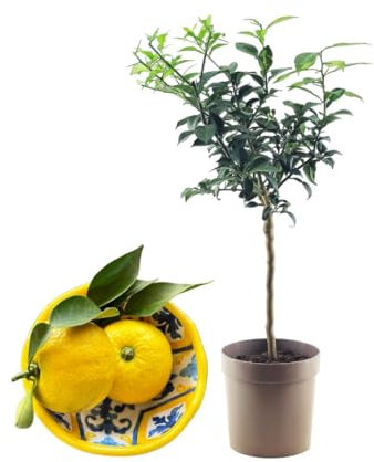 Pianta di Yuzu - Citrus junos - H50-60cm - vaso ø18 (Vaso Tortora)