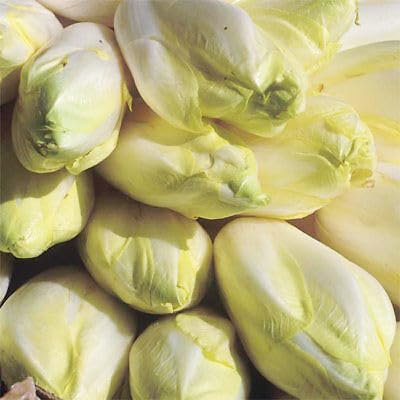 Buy4seeds 400 Seeds Chicory Brussels Witloof Useful Easy for Grow Garden