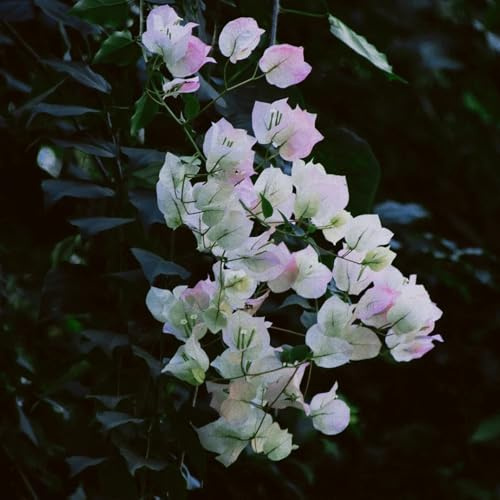 comprar semillas de buganvilla resistentes arbustos de resistentes, jardín rocas, decoración sala estar pared verde, semillas prado 650pcs