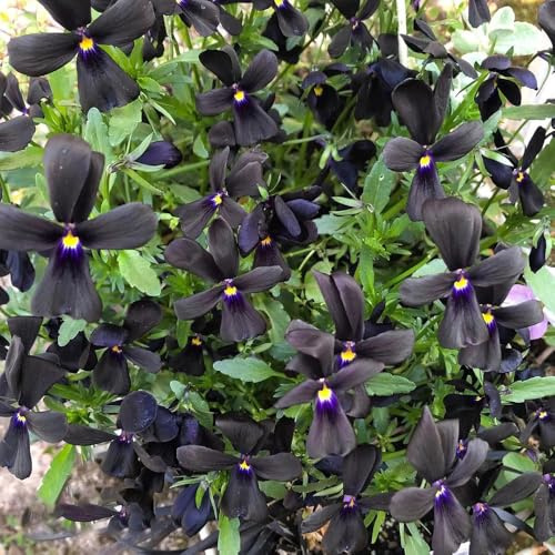 semi di viola del pensiero, giardino balcone recisi giardino interno tappezzanti biologiche varietà antiche interno in vaso per 50pcs