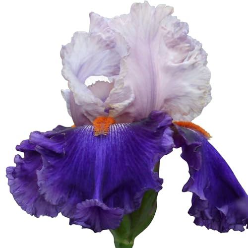 You Grow Girl German Bearded Iris, Quart Pot, Fragrant Ruffled Purple and White Blooms, Stargazer Perennials