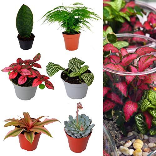 Carbeth Plants 3 x Terrarium Plant Mix - Easy to Care Indoor Plants in Assorted Varieties - Ideal for Growing in Glass Containers and Decorative Jars