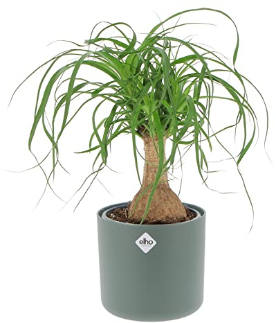 KENTIS - Beaucarnea Nolina Recurvata - Piante da Interni Vere - H 30-40cm Vaso Ø 14 cm - Mangiafumo