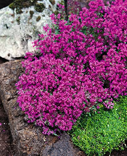 3 x Thymus praecox 'Red Carpet‘ (StaudeWinterhart/Mehrjährig/Bodendecker/Stauden) Roter Polsterthymian - Aromatisches Bodendeckerwunder für sonnige Plätze - trittfest - von Stauden Gänge