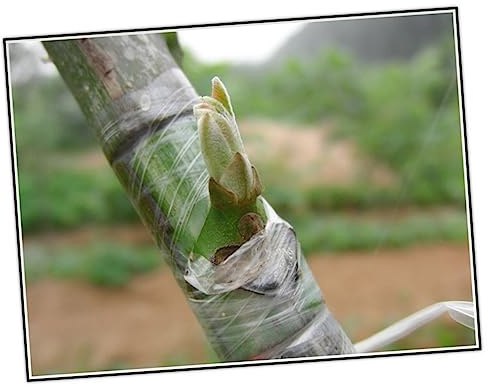 Abaodam Selbstklebendes Veredelungsband Für Obstbäume Gartenblumen Und Gemüse Dehnbares Pe-Band Knotenfreie Kunststofffolie Geeignet Für Veredelung Und Okulation Biologisch Abbaubar