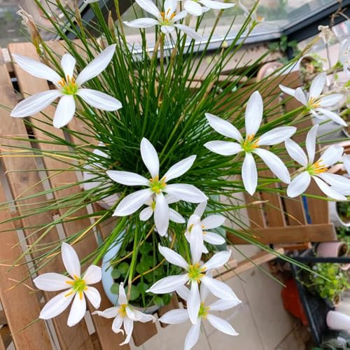Zephyranthes - frühblüher winterhart mehrjährig Zephyranthes Candida - zimmerbonsai blumenzwiebel seltene gartenblumen 5Zwiebeln