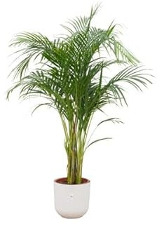 Offre combinée : palmier Areca avec elho Jazz Round blanc, Ø 26-140 cm