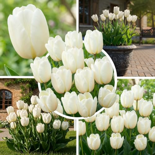FLORIUM Tulpenzwiebeln Single (25 Stück Zwiebeln) Exklusive Weiße Tulpen aus Holland, Winterhart und mehrjährig für Garten, Töpfe, Balkon aus Amsterdam