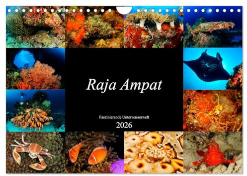 Raja Ampat - Faszinierende Unterwasserwelt (Wandkalender 2026 DIN A4 quer), CALVENDO Monatskalender: Tauchen Sie ein in die faszinierende ... Ampat, Papua in Indonesien. (CALVENDO Natur)