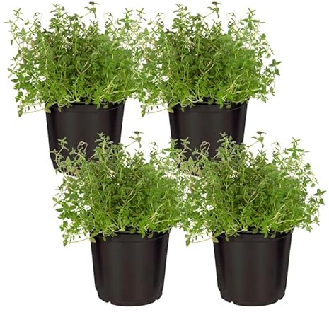 Live Aromatic and Edible Herb - Thyme (4 Per Pack) - Reduces Stress and Anxiety - 6 Tall by 4 Wide