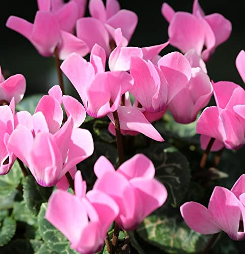 Herbst Alpenveilchen Ivy Ice Rose Shades - Cyclamen hederifolium - lebende Gartenpflanze aus den Baumschulen