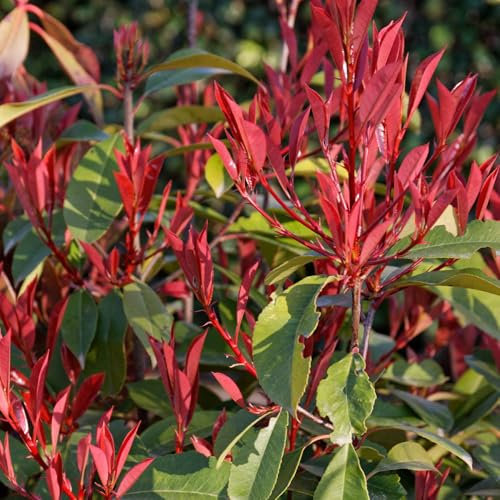 Vivai le Georgiche - Pianta vera di Photinia x fraseri Red Robin - vaso Ø 18 cm