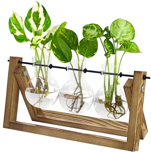 Bamworld Hydroponics Plant Propagation Station with Wooden Stand, 3 Glass Vases for Water Plant Growth and Home Decor