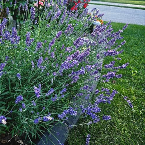 semi di lavanda lavanda balcone semi autunno, giardino 400pcs