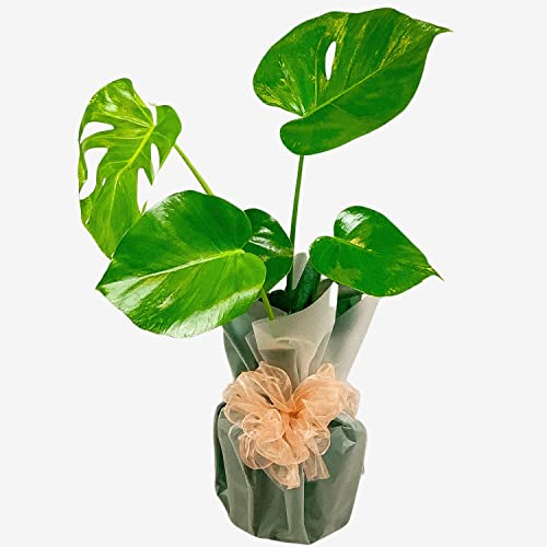 Monstera Deliciosa Live Plant – Indoor Houseplant for Home & Office Décor – Air-Purifying & Easy Care