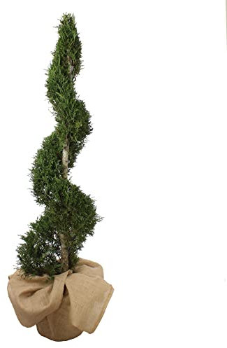 KENTIS - Cupressocyparis Leylandii Castlewellan Gold con Decoración de Jarrón de Yute - Ciprés Espiral - Plantas de Exterior Auténticas - H 90/110 cm Ø 24 cm