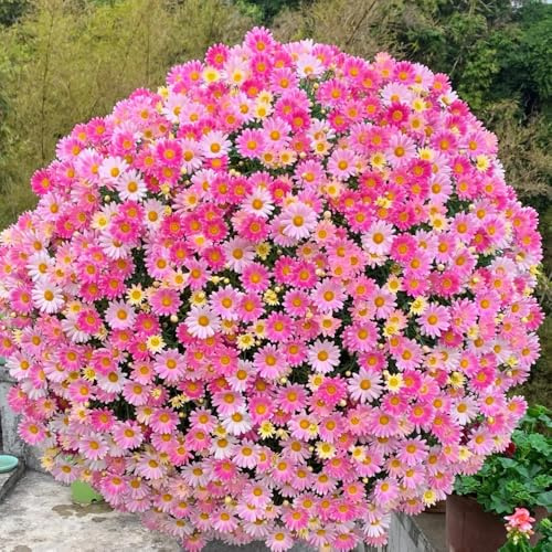 semillas de margaritas - silvestres perennes resistentes margarita cama jardín rocas 1000pcs