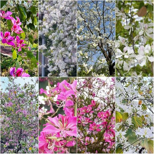 semillas de orquídeas - de interior primavera balcón resistentes decoración jardín - Serie Raras exóticas semillas 100pcs