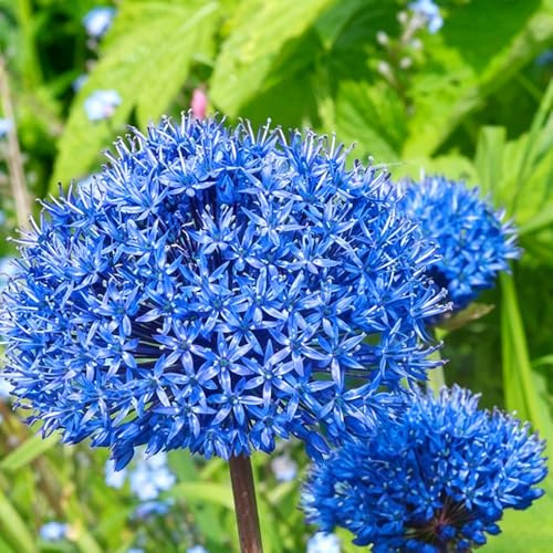 Allium ufficio porro gigante 20bulbi