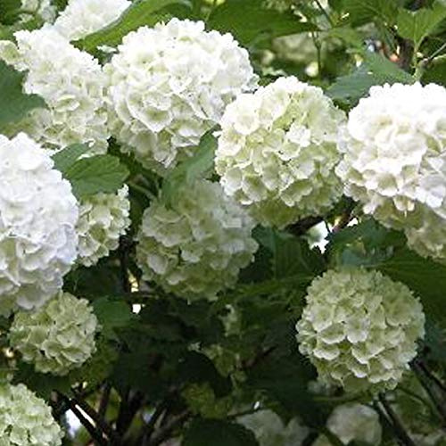 Viburnum Opulus- Viorne obier 40-60 cm en conteneur