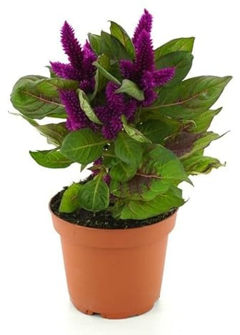 Planta Cresta de Gallo - La Reina del Jardín - Planta Natural con Flor