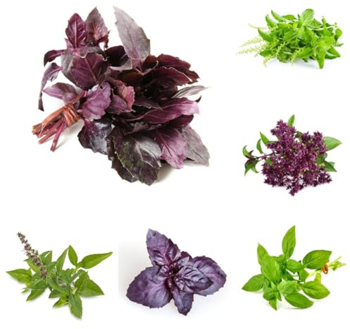 semillas de albahaca de albahaca organicas, orgánicas variedades antiguas albahaca jardín que cubren suelo para camas 60pcs