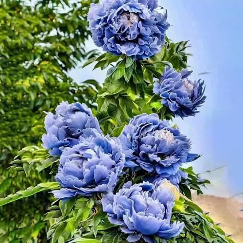 semi di peonia - perenne, perenne resistenti, resistenti per giardino, da balcone in Las de jardín 60pcs
