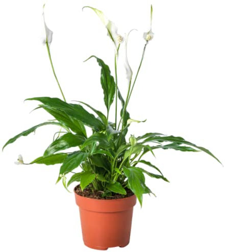 Mini Planta de Interior Spathiphyllum DECOALIVE Lirio de la Paz o Espatifilo