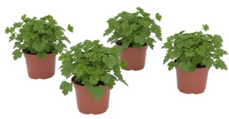 Pack Balcón Aromático – Cuatro Geranios Limón Naturales en Maceta | DECOALIVE Plantas de Exterior Decorativas