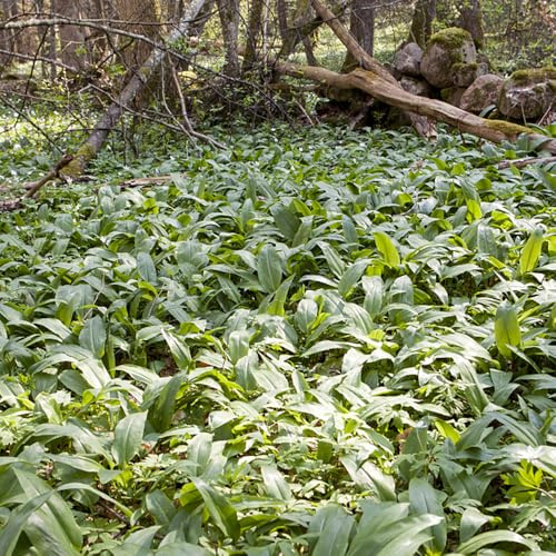 bärlauchsamen - bärlauch kräuterbeet grünpflanzen pflanzenanzucht wintergemüse bio bodendecker gartenkräuter heilkräuter gemüsesamen balkon gartenkräuter wintergemüse gemüsepflanzen 225samen
