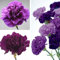 Haloppe 100 Stück lila Nelke Blumen Pflanzen Samen für die Bepflanzung des Hausgartens, lila Nelke Dianthus Caryophyllus Blumensamen Hausgarten Dekoration