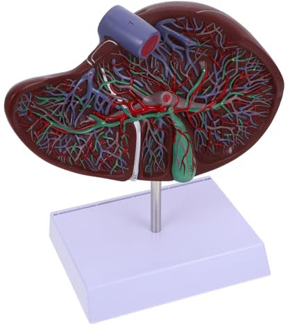 SOLUSTRE Anatomisches Lebermodell Mit Realistischen Details Robustes Lernmodell Aus Umweltfreundlichem Kunststoff Medizinisches Lehrgerät Zur Anschaulichen Darstellung Menschlicher Leberstr