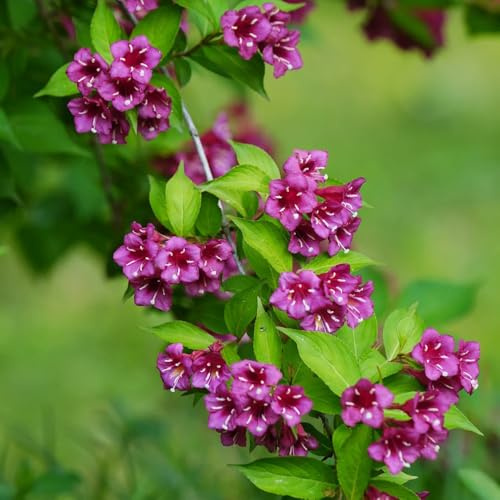 semillas resistentes de weigela, perennes weigela balcón perennes y resistentes raras, decoración sala estar, lugares 600pcs