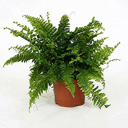 1 Boston Helecho Nephrolepis Green Lady House planta de oficina en macetas de 9 cm., Nefrolepis