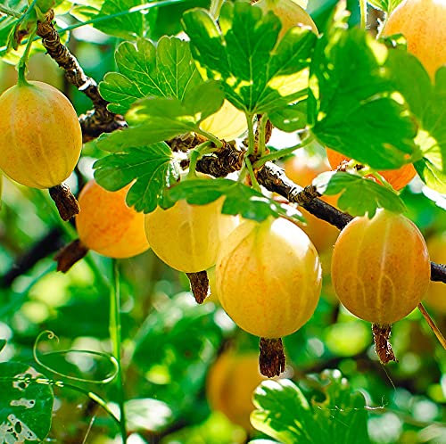 Gooseberry Ribes uva-crispa Hinnomaki Yellow Garden Plant Hardy Shrub Flowering Garden Plants Easy to Grow Your Own 1x 9cm Potted Plant by Thompson and Morgan