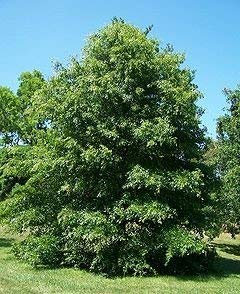 40-50 Semi di HR250 santoreggia (Satureja Montana)