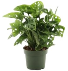 DECOALIVE Monstera Adansonii Planta de Interior Exótica Fácil de Cuidar y Muy Decorativa