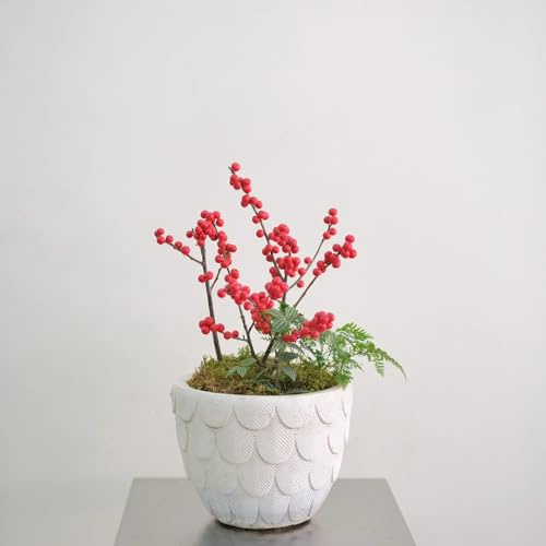 semi di agrifoglio - Ilex aquifolium resistenti Letti elevati per giardino semi interni letto elevato per balcone decorativo 200pcs