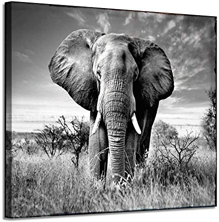 ARTISTIC PATH Canvas Wall Art Elephant Picture: African Animals Graphic Artwork Painting Print for Wall Decor (16 W x 11 H,Multi Size)