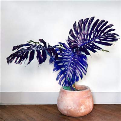 Seeds. New 50 PC Colorful Palm Turtle Bonsai Leaves Monstera Bonsara in Agramsero Vase Mixed Plants Ponrenne Perennial Flower Flower: 8
