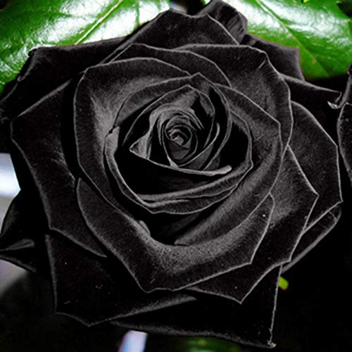 Benoon Semillas De Rosas, Semillas De Rosas Negras, 1 Bolsa Semillas De Rosas Semillas De Rosas Negras Ligeras Y Rústicas Llamativas Para Balcón Negro Semillas de rosas