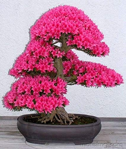- Azalea 35 + issimi semi:Seeds